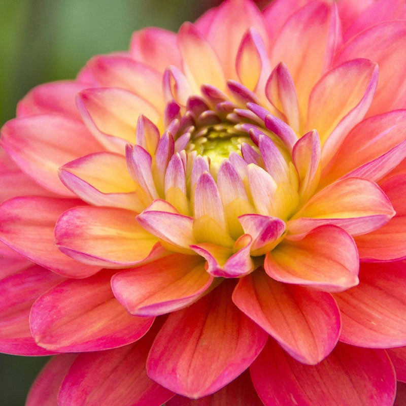 Melody Allegro Dahlia