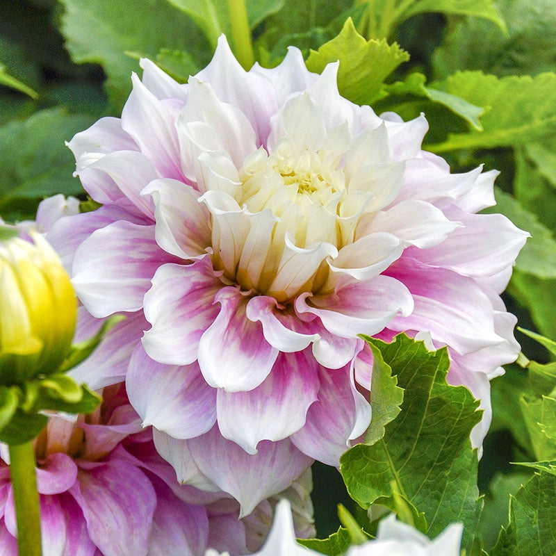 Gitts Perfection Dahlia