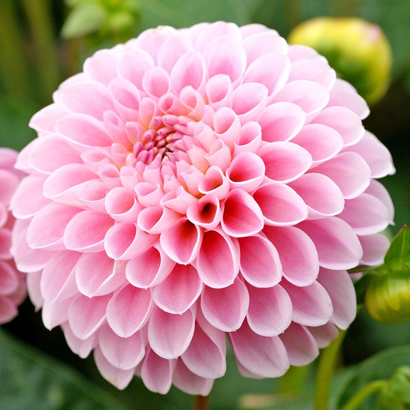 Jewel Pink Dahlia