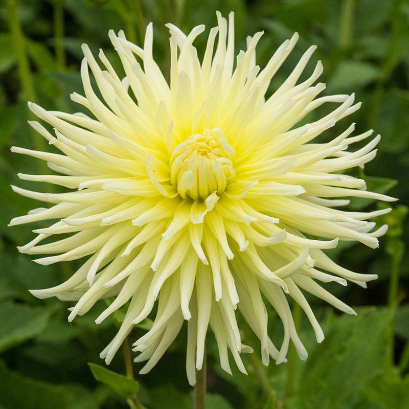 Yellow Star Dahlia