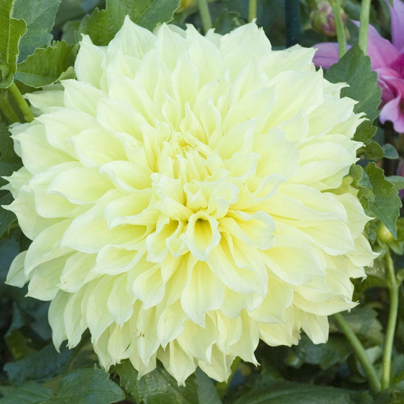 Kelvin Floodlight Dahlia