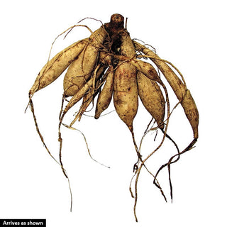 Kelvin Floodlight Dahlia