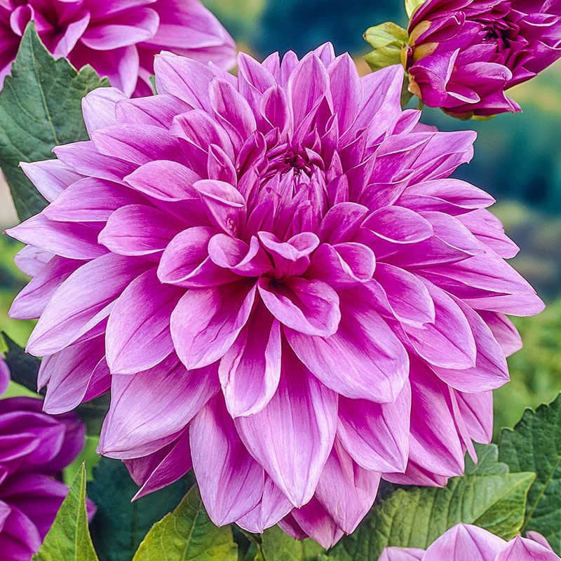 Lilac Time Dahlia