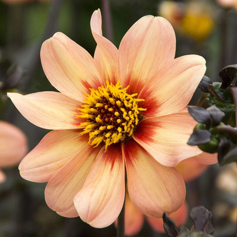 HS First Love Dahlia