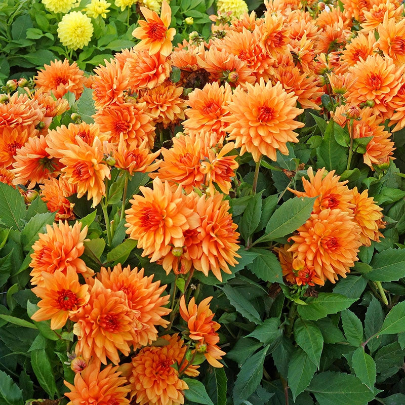 Orange Glory Dahlia