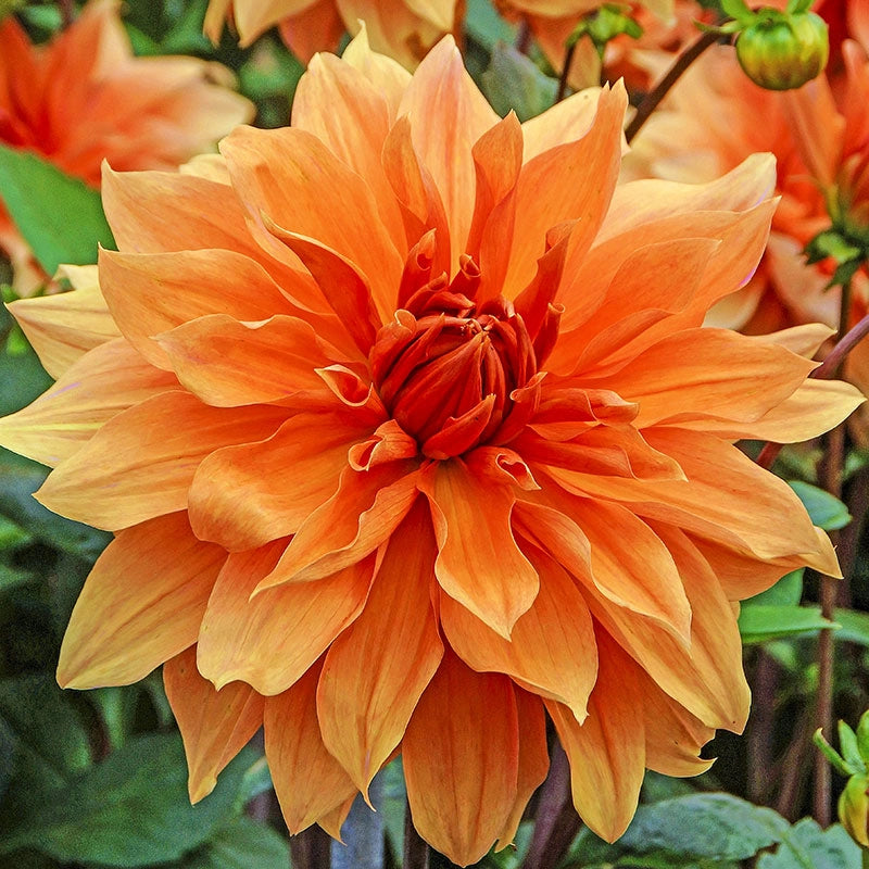 Babylon Bronze Dahlia