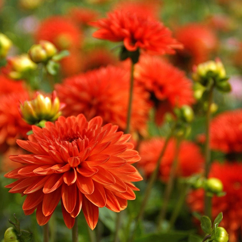 Jewel Orange Dahlia