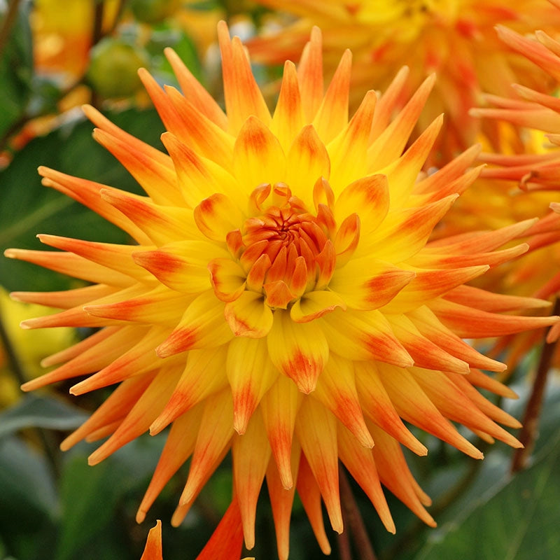 Rising Sun Dahlia