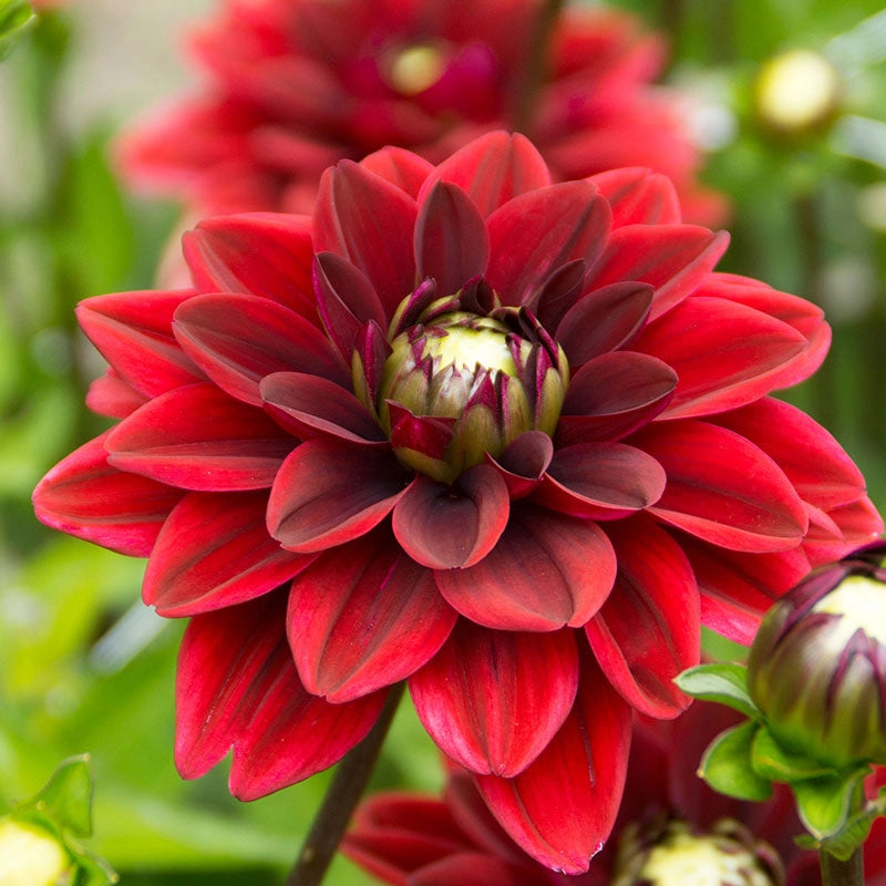 Arabian Magic Dahlia