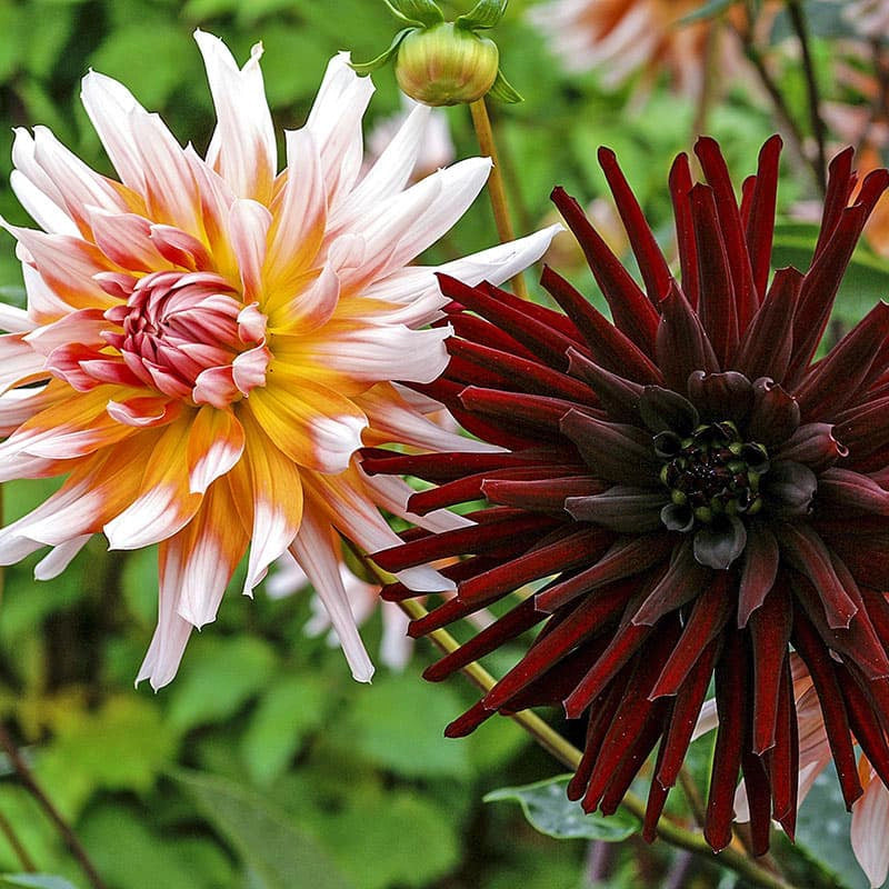 Dahlia High Contrast Duo