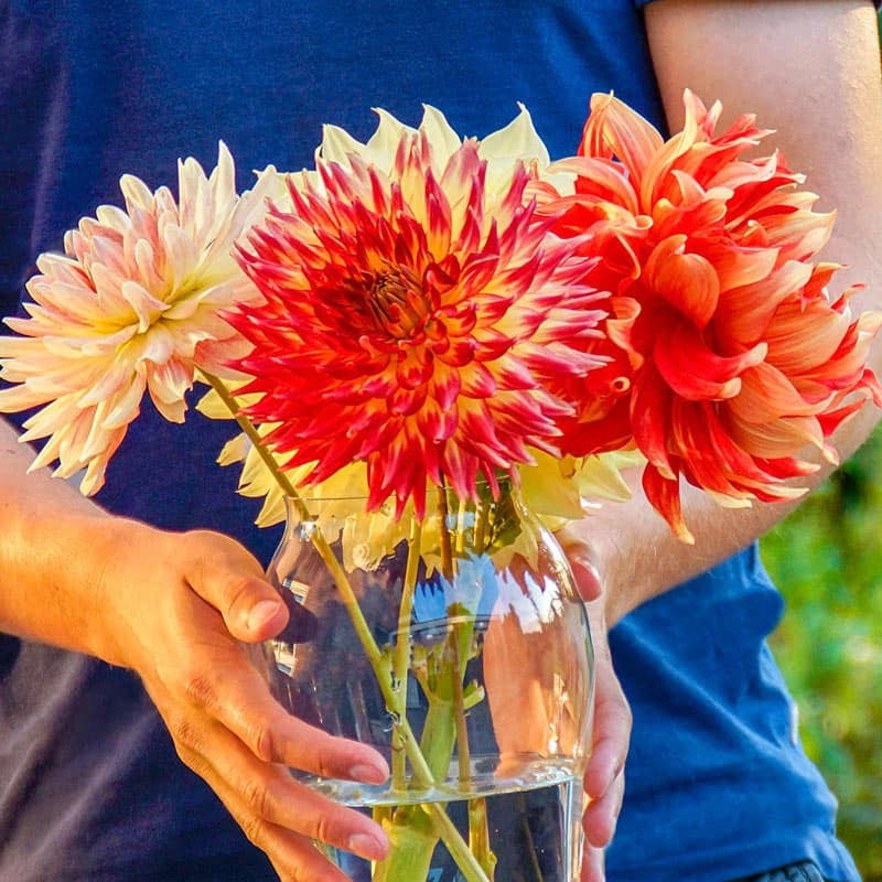 Dinnerplate Dahlia Blend