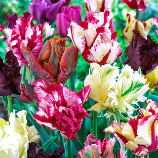Parrot Tulip Mix