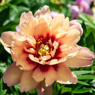 Kopper Kettle Itoh Peony