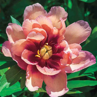 Kopper Kettle Itoh Peony