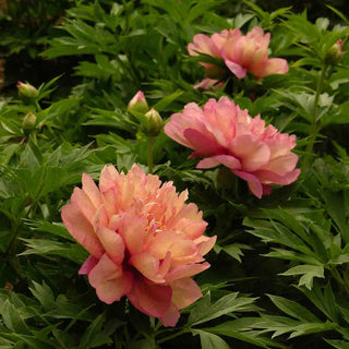 Kopper Kettle Itoh Peony