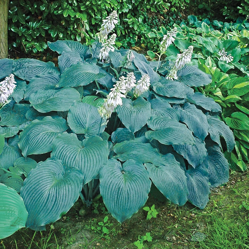 Blue Angel Hosta