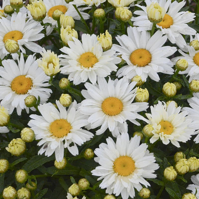 Cream Puff Leucanthemum