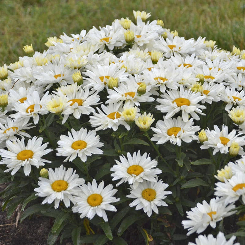 Cream Puff Leucanthemum