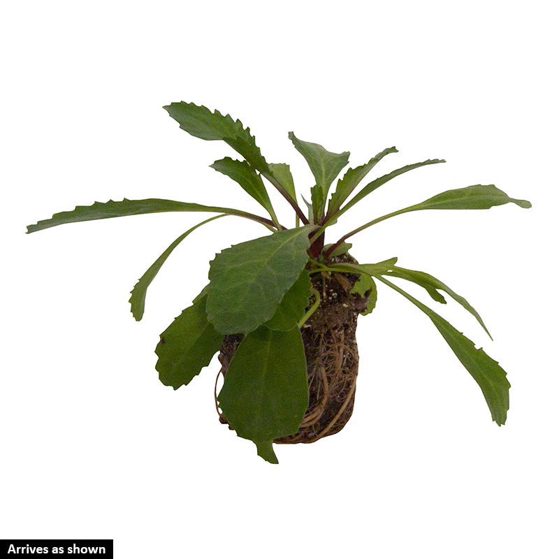 Cream Puff Leucanthemum