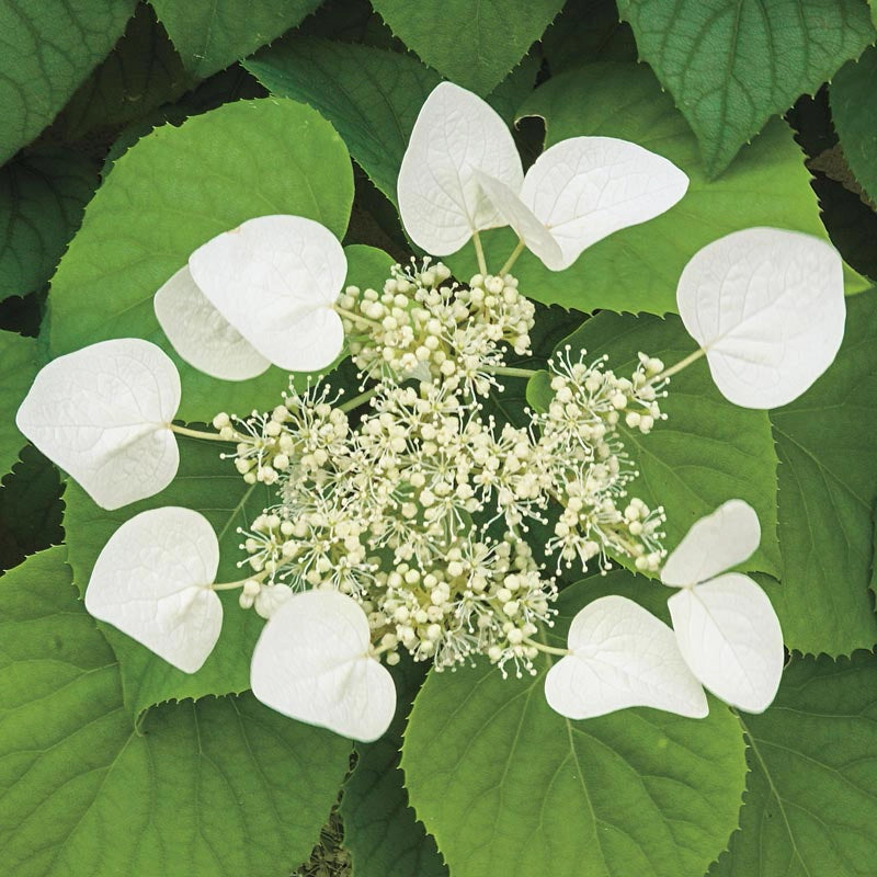 Moonlight Hydrangea Vine