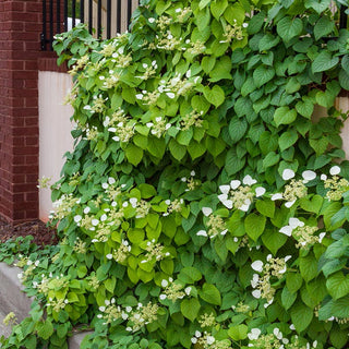 Moonlight Hydrangea Vine