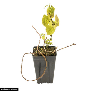 Moonlight Hydrangea Vine