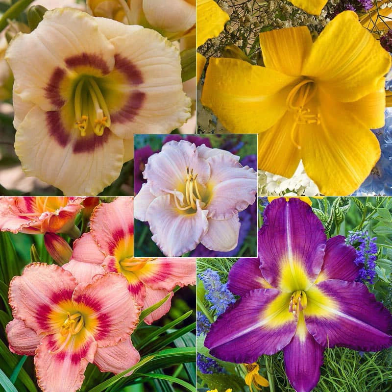 Reblooming Daylily Collection