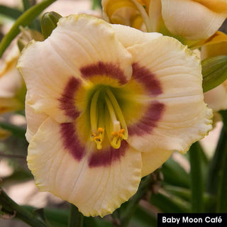 Reblooming Daylily Collection