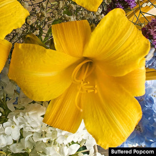 Reblooming Daylily Collection