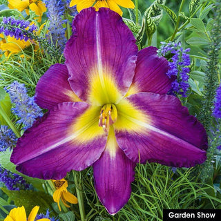 Reblooming Daylily Collection