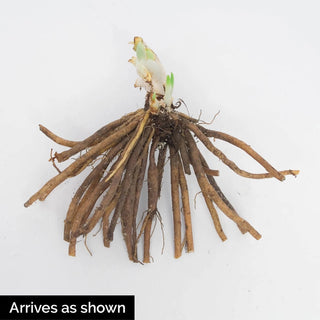 Reblooming Daylily Collection