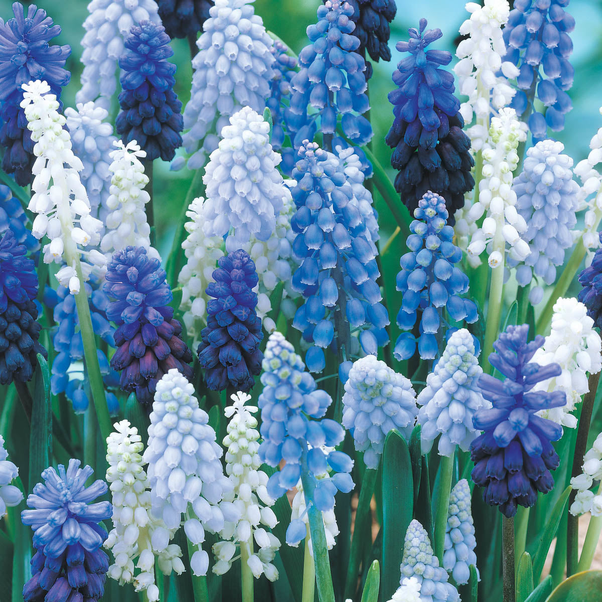 Grape Hyacinth Mix Super Bag