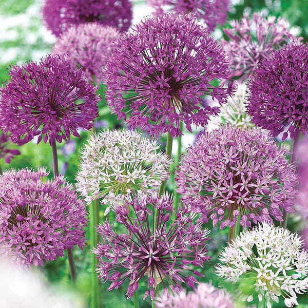 allium ☆ 72751_grande.webp?v=1699442851