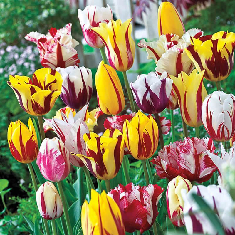 Rembrandt Mixed Tulips