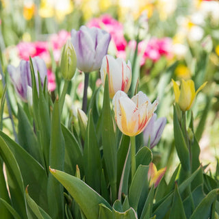 Rembrandt Mixed Tulips