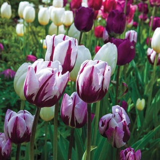 Rembrandt Mixed Tulips