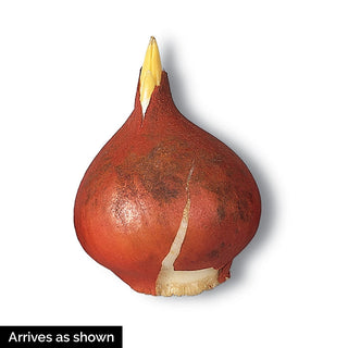 Rembrandt Mixed Tulips