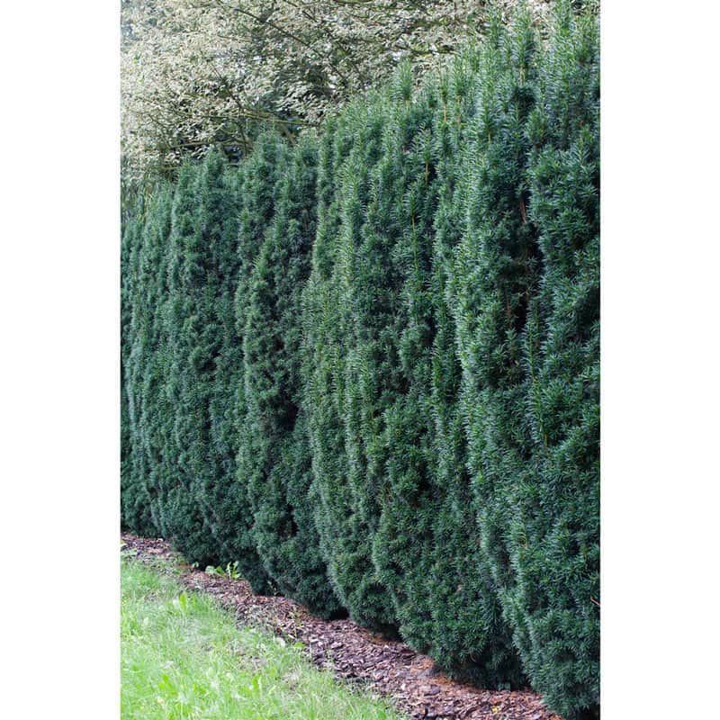 Hicks Upright Yew Hedge