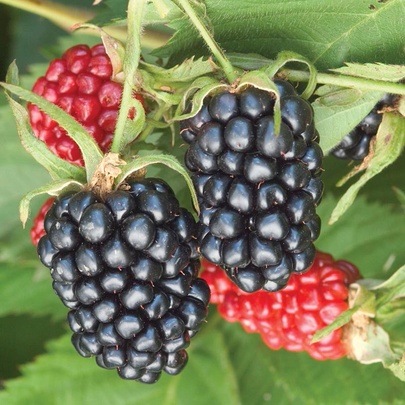 Apache Thornless Blackberry