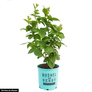 Apache Thornless Blackberry