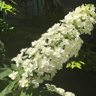 Snowcicle Oakleaf Hydrangea