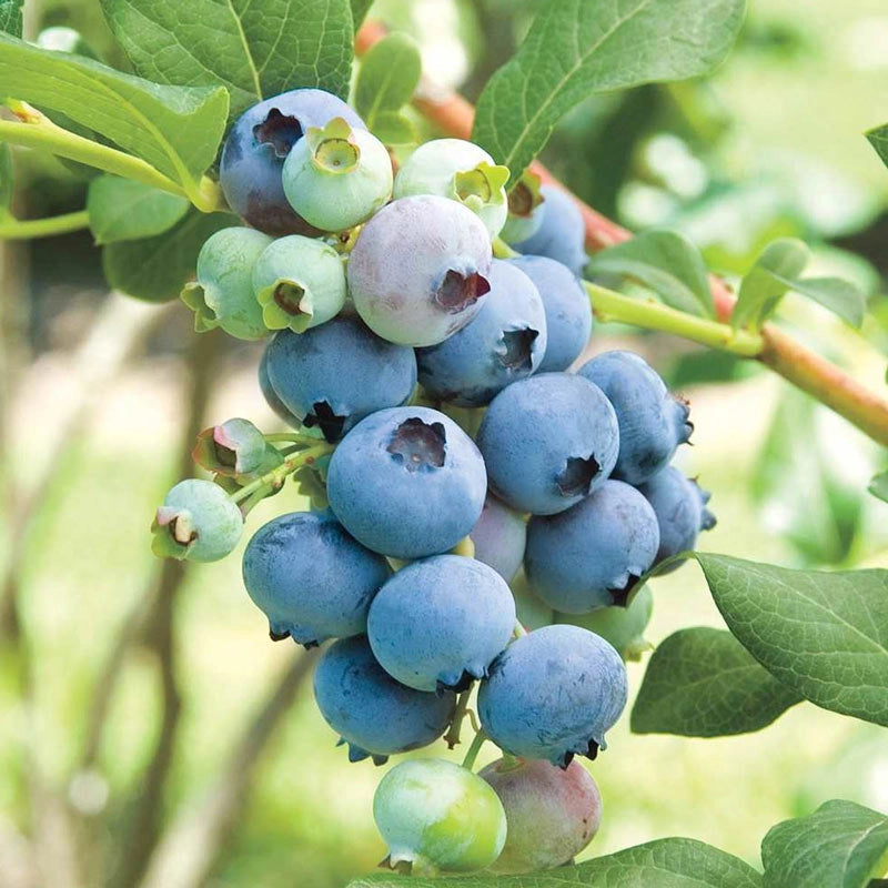 Bluecrop Blueberry Hedge