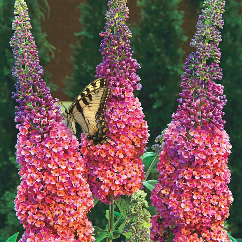 butterfly bush seeds planting Kaleidoscope Butterfly Bush