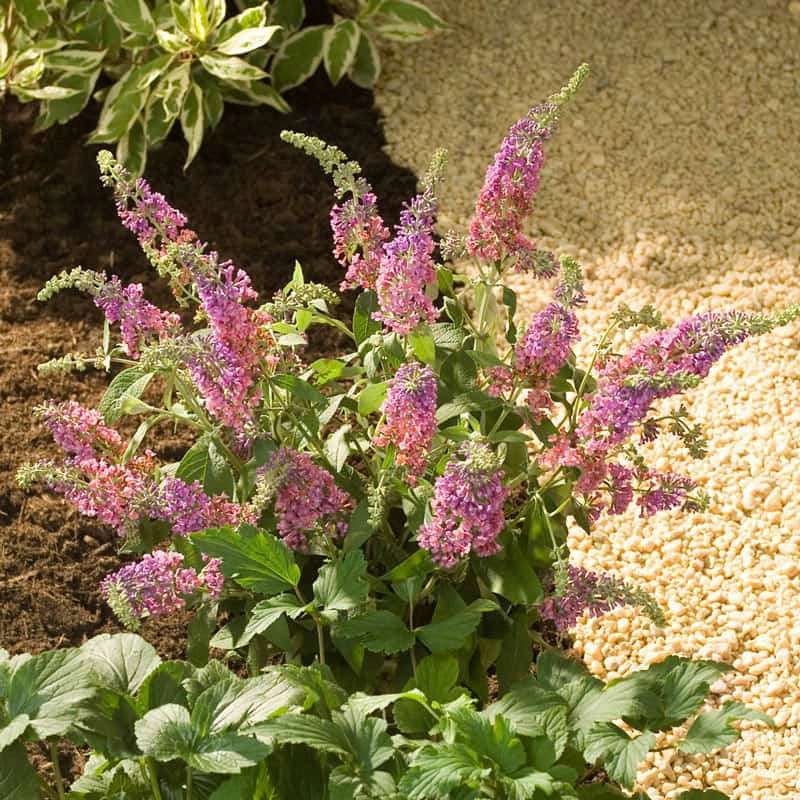100 mixed colors butterfly bush buddleia davidii flower shrub seeds Kaleidoscope Butterfly Bush