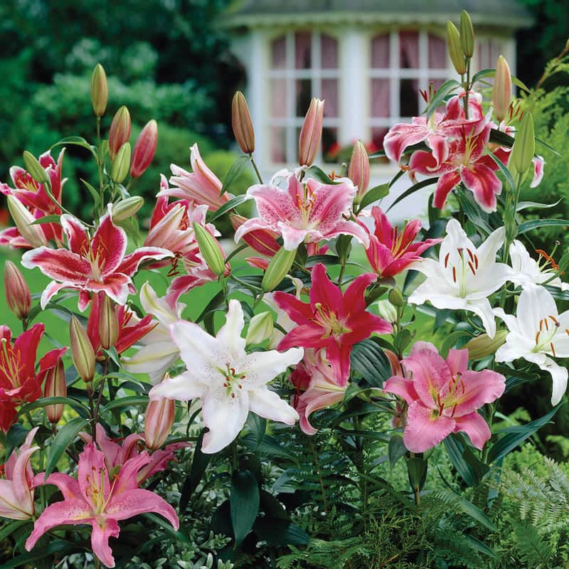 lifespan of lily flower Lily Cutting Garden