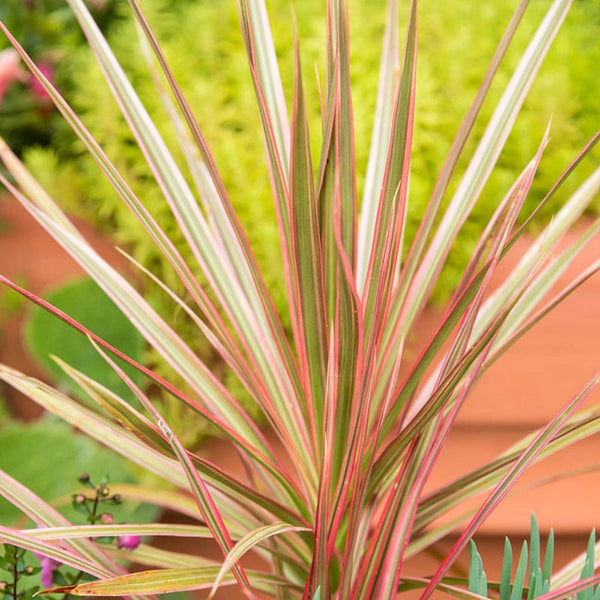 ana pineapple plant Pineapple Plant – Hey Rooted