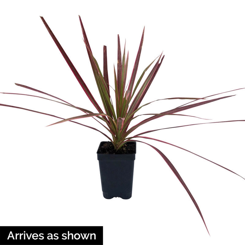 dracaena colorama Colorama Dracaena - Tropical Foliage