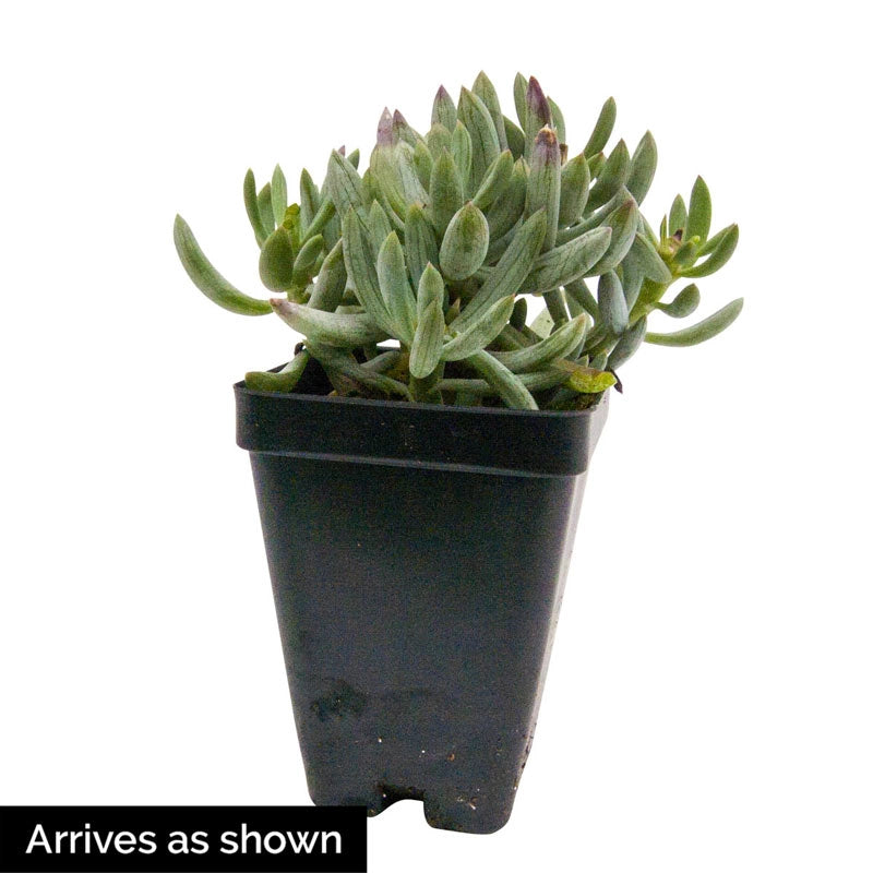 kilimanjaro succulent topiary Kilimanjaro Plant
