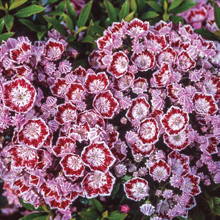 Minuet Mountain Laurel 