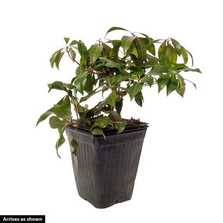 Flaming Silver Pieris